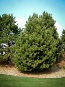 Сосна Чёрная (Pinus Nigra) купить по цене от 270.00р. в интернет-магазине «Посадика» с доставкой почтой в в Гдове и по всей России – [изображение №1].