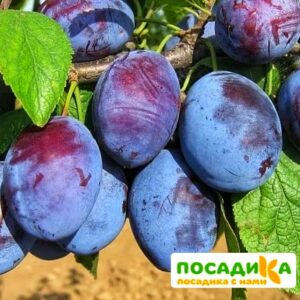 Слива Чачакская ранняя купить по цене от 229.00р. в интернет-магазине «Посадика» с доставкой почтой в в Гдове и по всей России – [изображение №1].