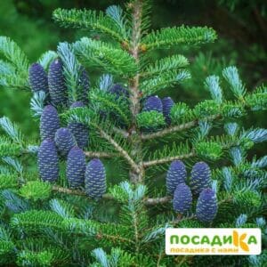 Пихта корейская (Abies koreana) купить по цене от 450.00р. в интернет-магазине «Посадика» с доставкой почтой в в Гдове и по всей России – [изображение №1].