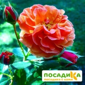 Роза Арабия купить по цене от 350.00р. в интернет-магазине «Посадика» с доставкой почтой в в Гдове и по всей России – [изображение №1].