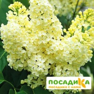 Сирень Примроуз (Primrose) купить по цене от 529.00р. в интернет-магазине «Посадика» с доставкой почтой в в Гдове и по всей России – [изображение №1].