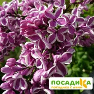 Сирень Сенсация купить по цене от 529.00р. в интернет-магазине «Посадика» с доставкой почтой в в Гдове и по всей России – [изображение №1].