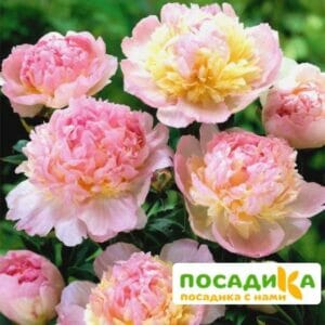 Пион Распберри Сандей (Paeonia Raspberry Sundae) купить по цене от 959р. в интернет-магазине «Посадика» с доставкой почтой в в Гдове и по всей России – [изображение №1].