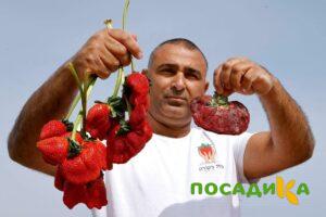 Клубника Гигант Джорнея купить по цене от 266р. в интернет-магазине «Посадика» с доставкой почтой в в Гдове и по всей России – [изображение №1].