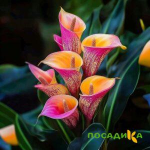 Калла Оникс купить по цене от 450р. в интернет-магазине «Посадика» с доставкой почтой в в Гдове и по всей России – [изображение №1].