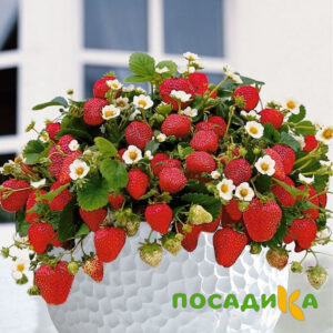 Клубника Рубиновый Шепот (горшечная) купить по цене от 240р. в интернет-магазине «Посадика» с доставкой почтой в в Гдове и по всей России – [изображение №1].
