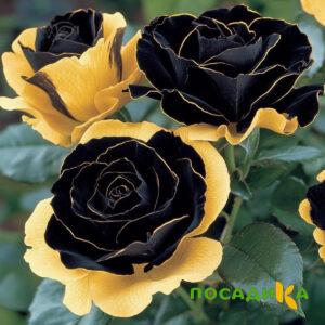 Роза Ханни Сикл купить по цене от 700р. в интернет-магазине «Посадика» с доставкой почтой в в Гдове и по всей России – [изображение №1].