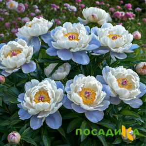 Пион акварельный Этюд купить по цене от 806р. в интернет-магазине «Посадика» с доставкой почтой в в Гдове и по всей России – [изображение №1].