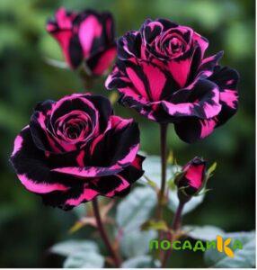 Роза Багровый Шепот купить по цене от 366р. в интернет-магазине «Посадика» с доставкой почтой в в Гдове и по всей России – [изображение №1].