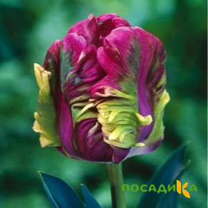 Тюльпан Экзотик Хэвен купить по цене от 186р. в интернет-магазине «Посадика» с доставкой почтой в в Гдове и по всей России – [изображение №1].