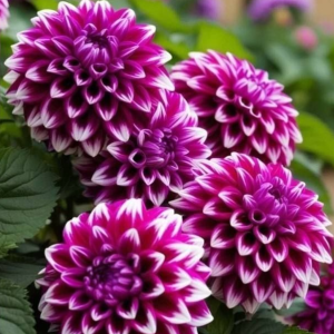 Георгин Кристал Корт купить по цене от 602р. в интернет-магазине «Посадика» с доставкой почтой в в Гдове и по всей России – [изображение №1].