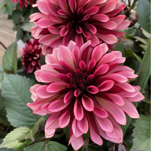 Георгин Перли Сансет купить по цене от 309р. в интернет-магазине «Посадика» с доставкой почтой в в Гдове и по всей России – [изображение №1].