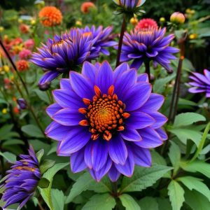 Георгин Лазурит купить по цене от 799р. в интернет-магазине «Посадика» с доставкой почтой в в Гдове и по всей России – [изображение №1].