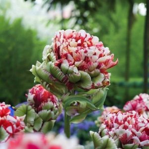 Тюльпан Дабл Флеминг Берд купить по цене от 249р. в интернет-магазине «Посадика» с доставкой почтой в в Гдове и по всей России – [изображение №1].