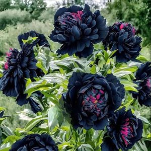 Пион древовидный Сердце Афродиты купить по цене от 600р. в интернет-магазине «Посадика» с доставкой почтой в в Гдове и по всей России – [изображение №1].