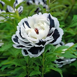 Пион Монохромный Шик купить по цене от 429р. в интернет-магазине «Посадика» с доставкой почтой в в Гдове и по всей России – [изображение №1].