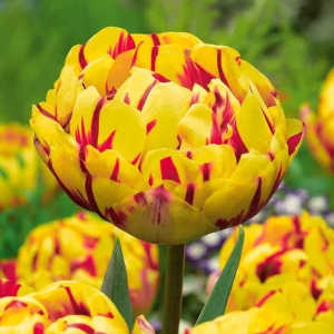 Тюльпан махровый Голден Ницц купить по цене от 361р. в интернет-магазине «Посадика» с доставкой почтой в в Гдове и по всей России – [изображение №1].