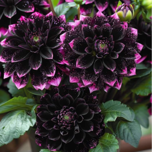 Георгин Лаванда Лейс купить по цене от 679р. в интернет-магазине «Посадика» с доставкой почтой в в Гдове и по всей России – [изображение №1].