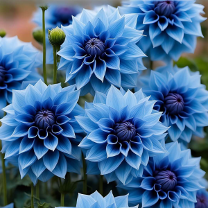 Георгин Вижапе купить по цене от 699р. в интернет-магазине «Посадика» с доставкой почтой в в Гдове и по всей России – [изображение №1].